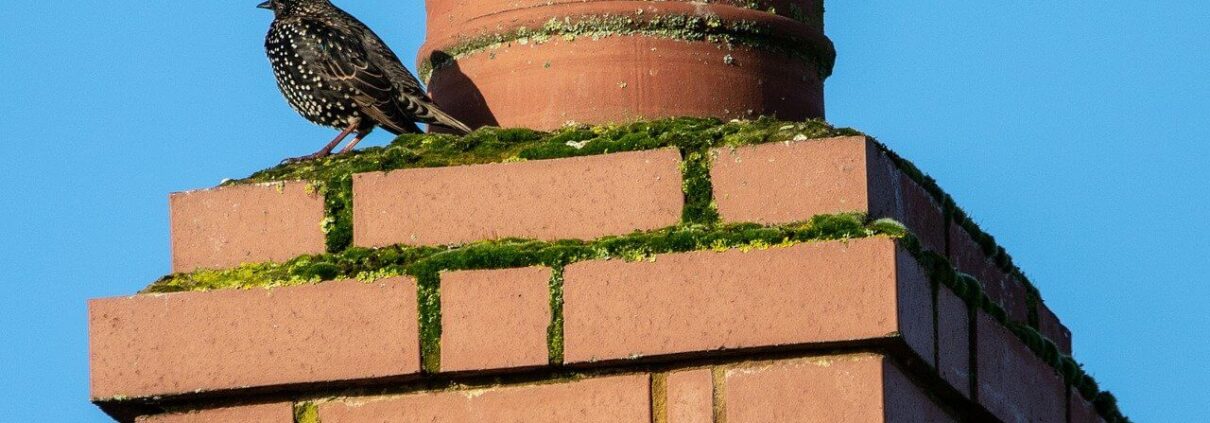 Chimney cleaning