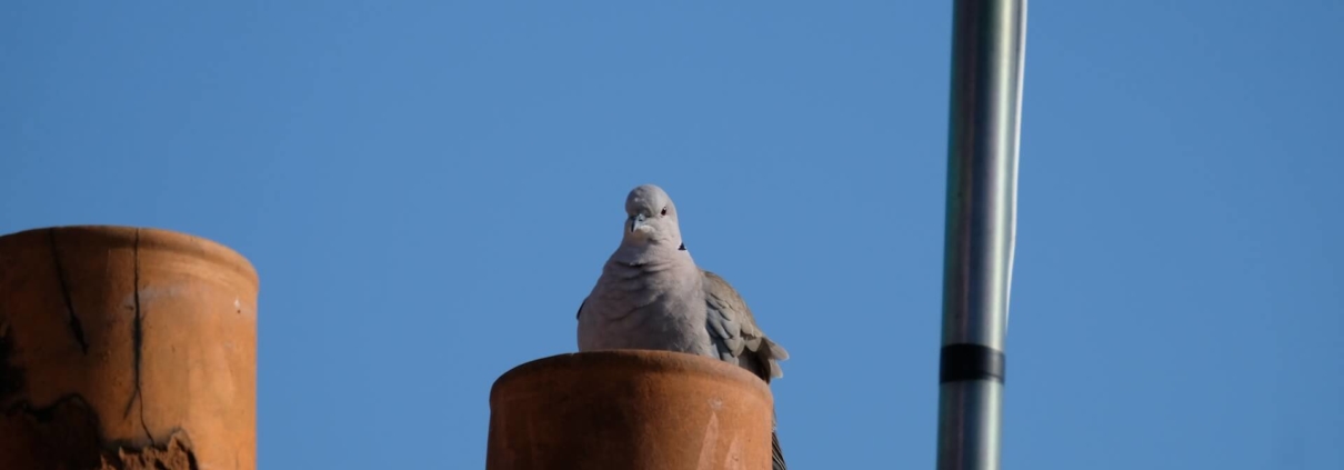 A bird sitting where critters can get into your chimney, on top of the roof.