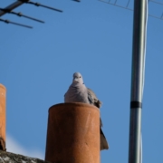 A bird sitting where critters can get into your chimney, on top of the roof.