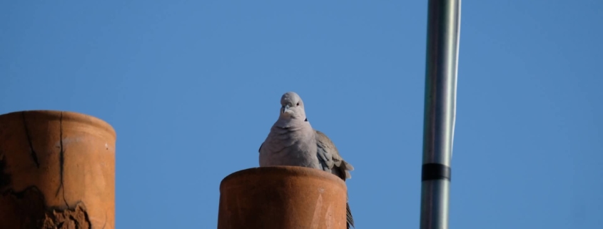 A bird sitting where critters can get into your chimney, on top of the roof.