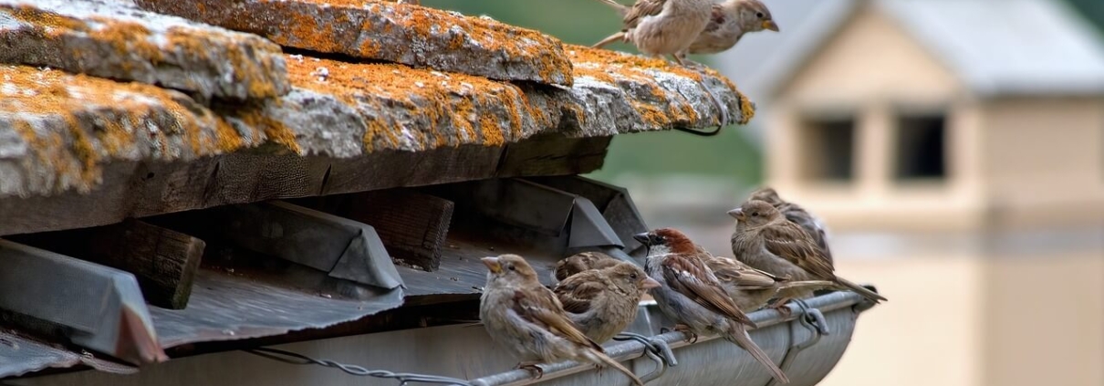 Several birds sitting in a gutter on top of a roof as one of the common gutter problems homeowners face.