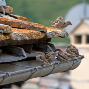 Several birds sitting in a gutter on top of a roof as one of the common gutter problems homeowners face.